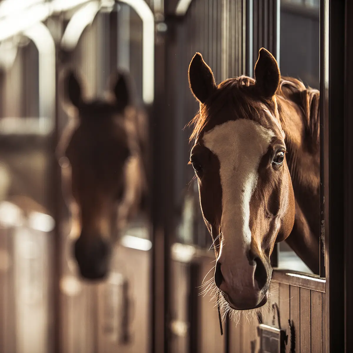 Horse real estate for sale