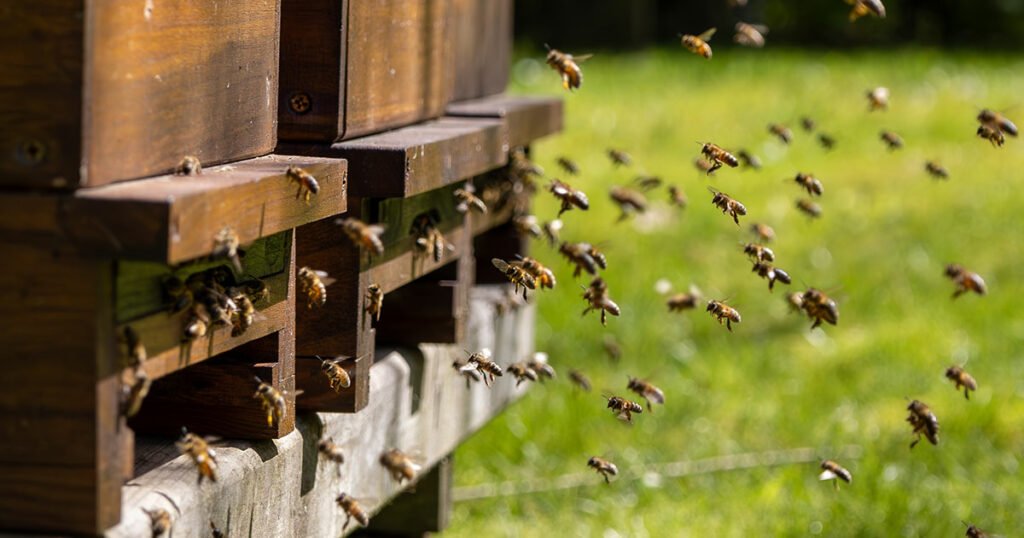 Attracting Bees to Your Land