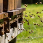 Attracting Bees to Your Land