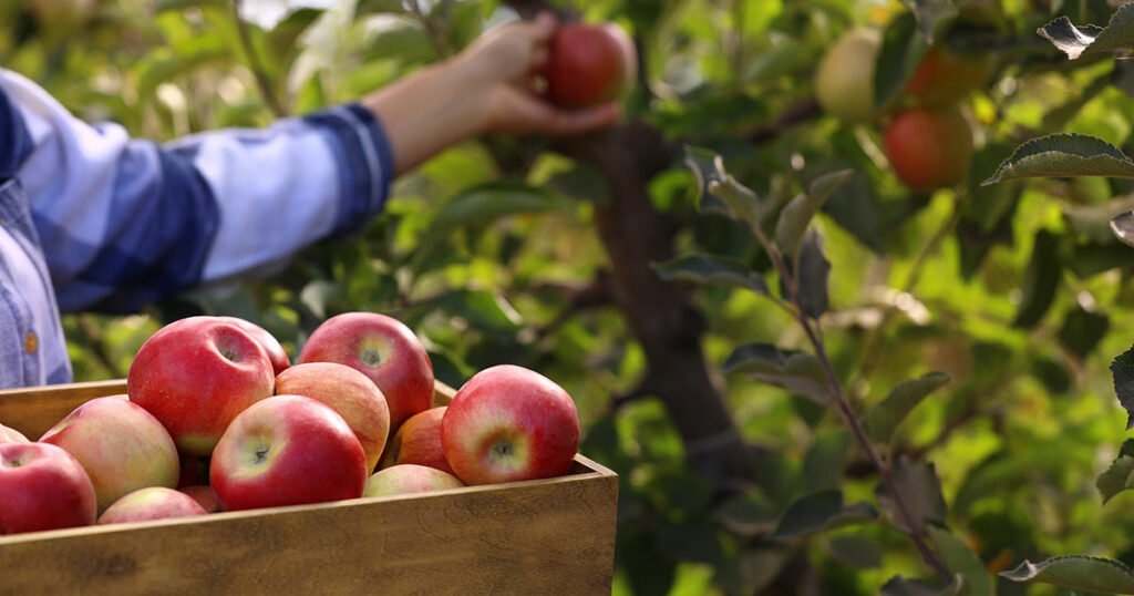 Prepping an Orchard