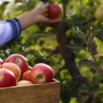 Prepping an Orchard