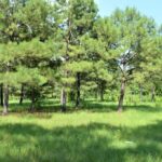 Property photo for land for sale in Pike County Mississippi