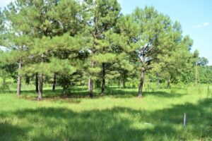 Property photo for land for sale in Pike County Mississippi