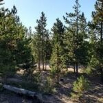 Property photo for land for sale in Larimer County Colorado