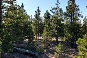 Property photo for land for sale in Larimer County Colorado