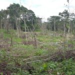 Property photo for land for sale in  County Panama