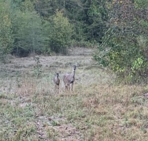 Property photo for land for sale in McCurtain County Oklahoma