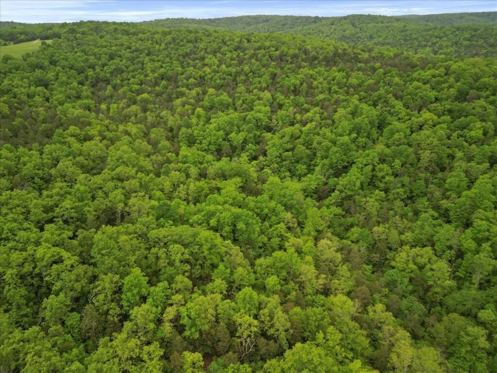 Property photo for land for sale in Ozark County Missouri