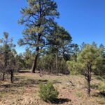 Property photo for land for sale in Rio Arriba County New Mexico