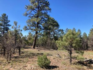 Property photo for land for sale in Rio Arriba County New Mexico