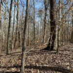 Property photo for land for sale in Mecklenburg County Virginia