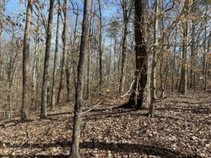 Property photo for land for sale in Mecklenburg County Virginia