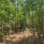 Property photo for land for sale in Gilchrist County Florida