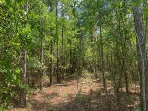 Property photo for land for sale in Gilchrist County Florida