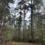 Property photo for land for sale in Cleveland County Arkansas