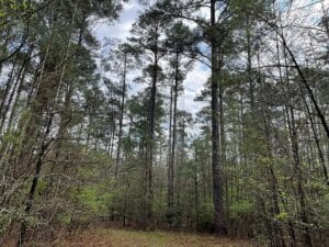 Property photo for land for sale in Cleveland County Arkansas