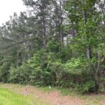 Property photo for land for sale in Houston County Texas