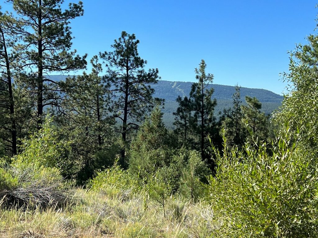 Property photo for land for sale in Rio Arriba County New Mexico