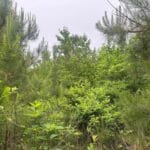 Property photo for land for sale in Ouachita County Arkansas