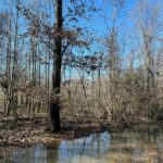 Property photo for land for sale in Nevada County Arkansas