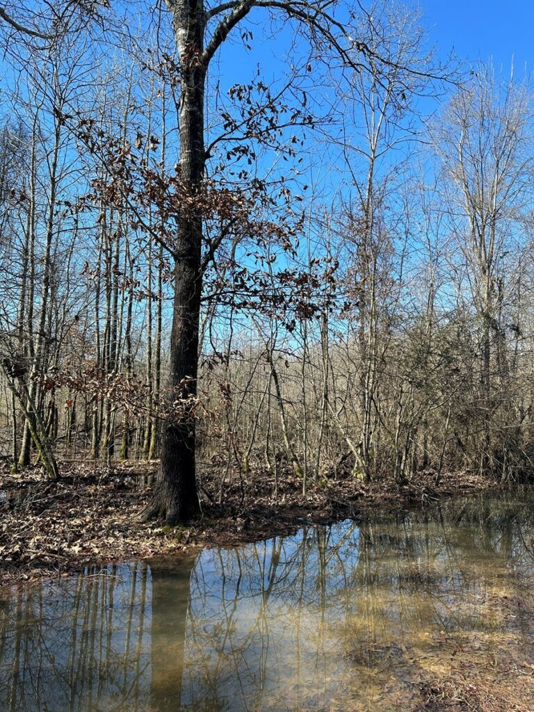 Property photo for land for sale in Nevada County Arkansas