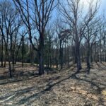 Property photo for land for sale in Smith County Texas