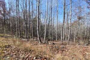 Property photo for land for sale in Perry County Tennessee