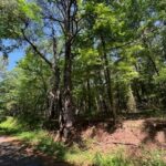 Property photo for land for sale in Harrison County Texas