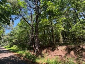 Property photo for land for sale in Harrison County Texas