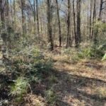 Property photo for land for sale in Crenshaw County Alabama