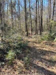 Property photo for land for sale in Crenshaw County Alabama