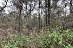 Property photo for land for sale in Suwannee County Florida