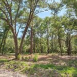 Property photo for land for sale in Levy County Florida