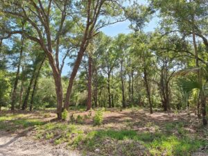 Property photo for land for sale in Levy County Florida