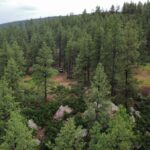 Property photo for land for sale in Rio Arriba County New Mexico