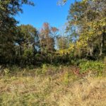 Property photo for land for sale in Cass County Texas