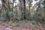 Property photo for land for sale in Suwannee County Florida