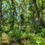 Property photo for land for sale in Levy County Florida