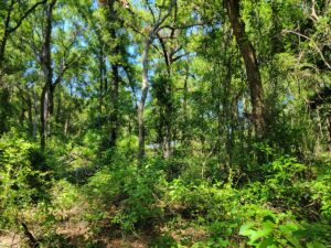 Property photo for land for sale in Levy County Florida