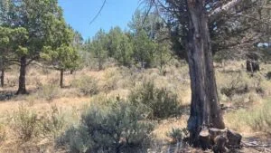 Property photo for land for sale in Lassen County California