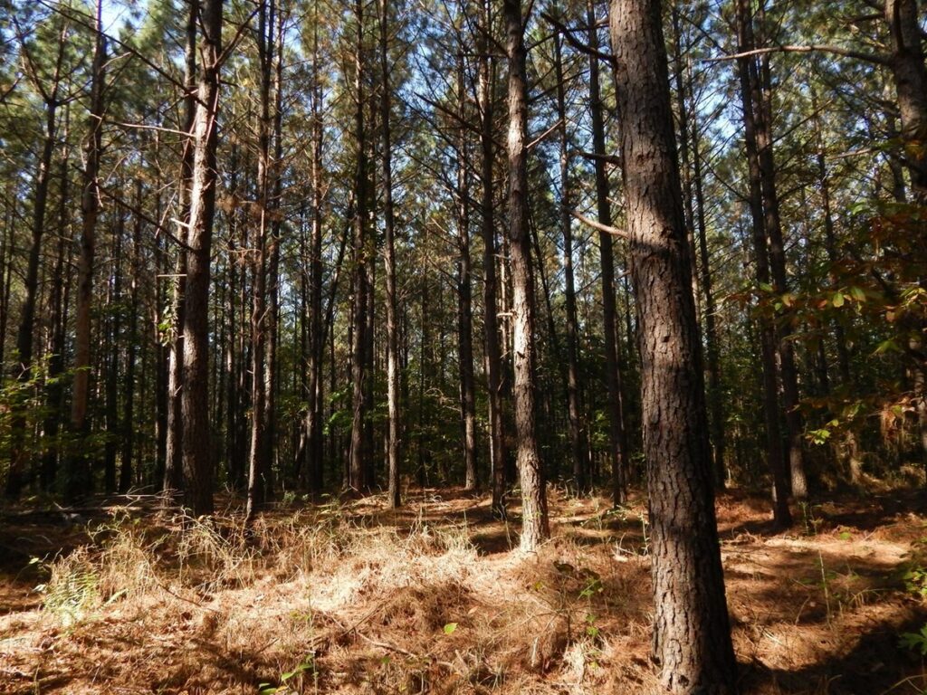 Property photo for land for sale in Lewis County Tennessee