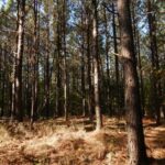 Property photo for land for sale in Lewis County Tennessee