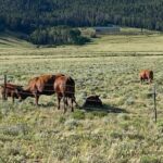 Property photo for land for sale in Custer County Colorado