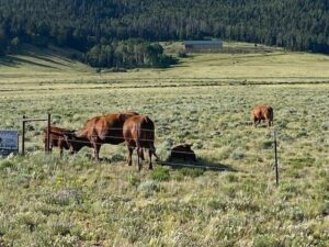 Property photo for land for sale in Custer County Colorado