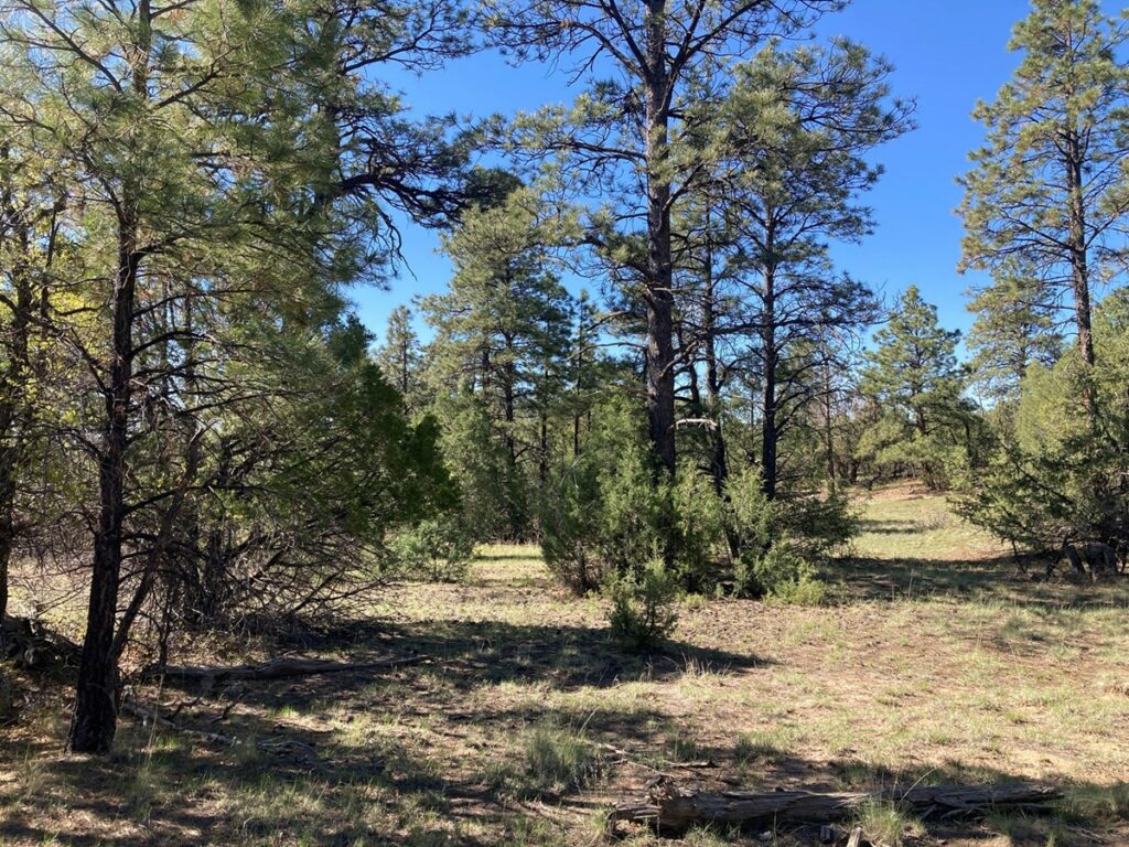 Property photo for land for sale in Rio Arriba County New Mexico