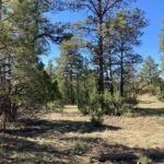 Property photo for land for sale in Rio Arriba County New Mexico