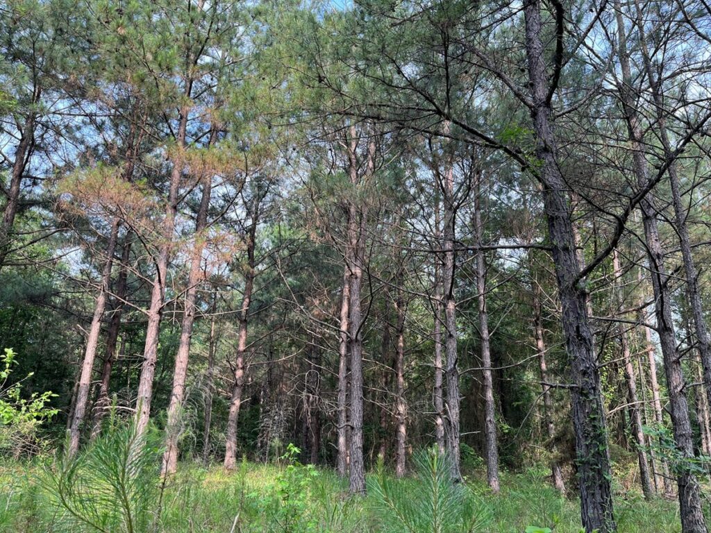 Property photo for land for sale in Ouachita County Arkansas