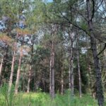 Property photo for land for sale in Ouachita County Arkansas