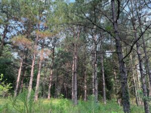 Property photo for land for sale in Ouachita County Arkansas