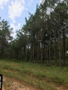 Property photo for land for sale in Cass County Texas